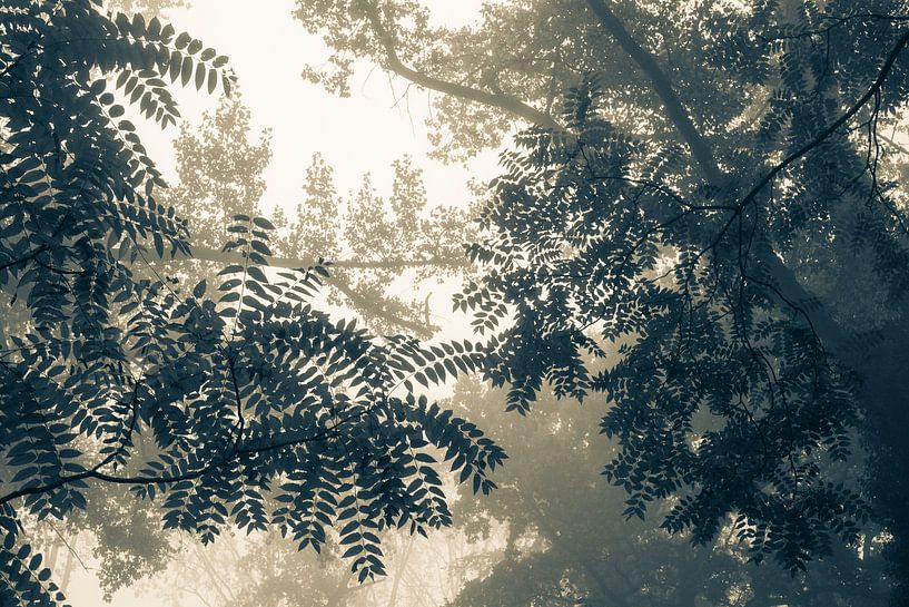Awakening trees in the morning light. Monochrome. by Femke den Hollander