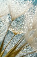 De l'intérieur d'un Tragopogon