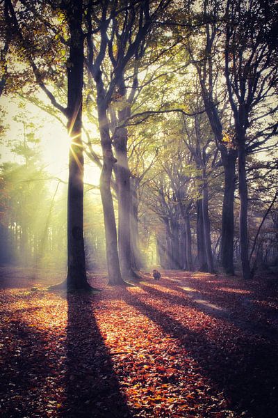 Die Sonne lugt durch den Nebel von Sabina Meerman