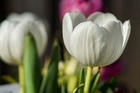 witte tulp