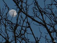 The glow of the moon