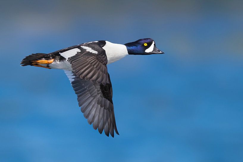 Garrot d'Islande, Bucephala islandica par AGAMI Photo Agency
