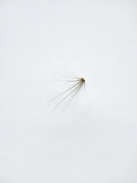 Airy by Miss Antenna