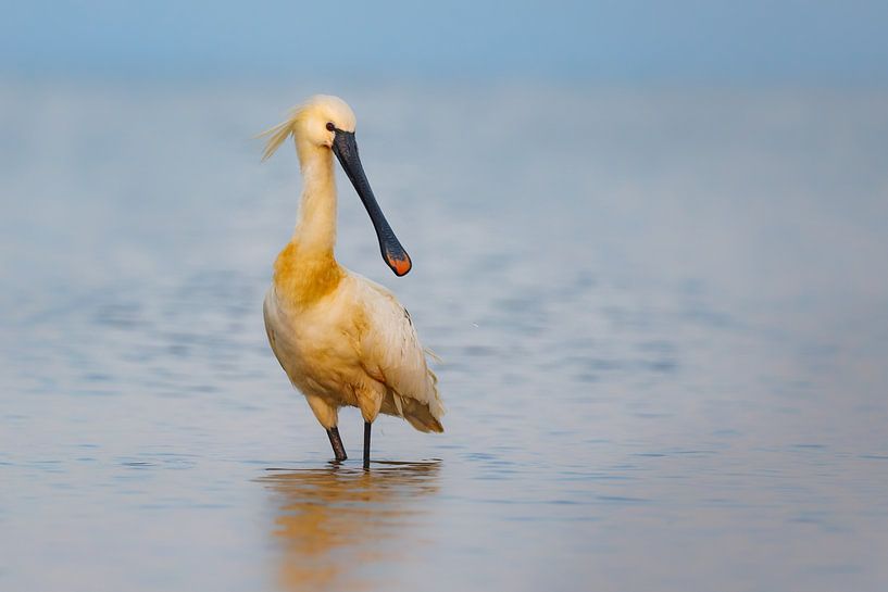 Lepelaar by Pim Leijen