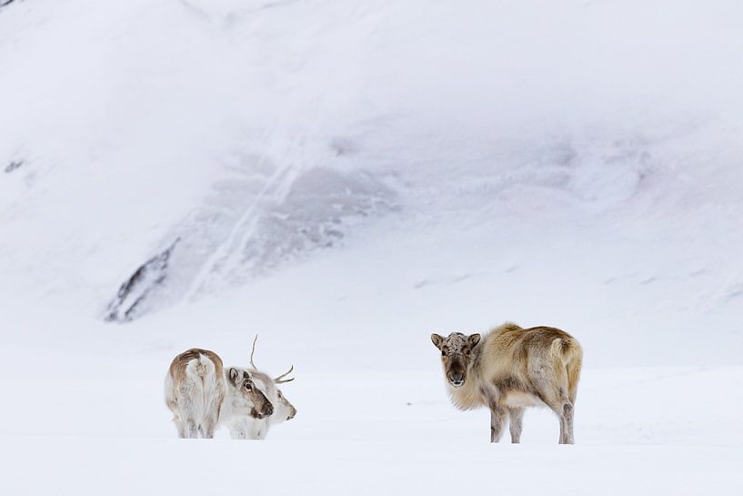 Rendieren par Marieke Funke
