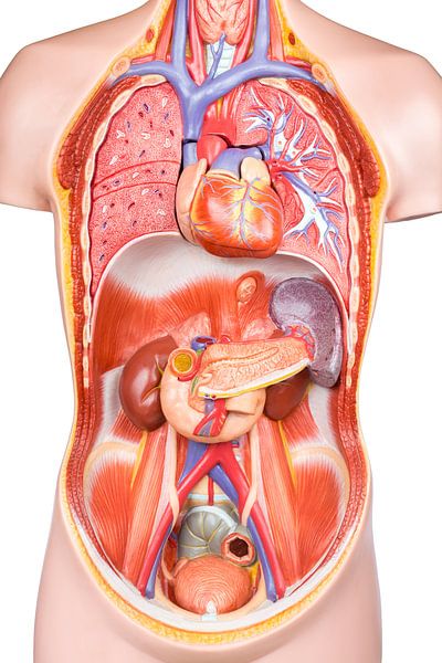 Modèle de corps humain sur fond blanc par Ben Schonewille