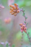 Flower (Calluna Vulgaris)