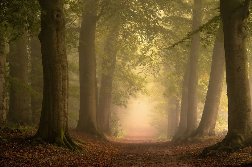 Mariëndaal partie 13 par Tania Perneel