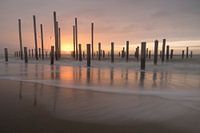 Village de palmiers près de Petten