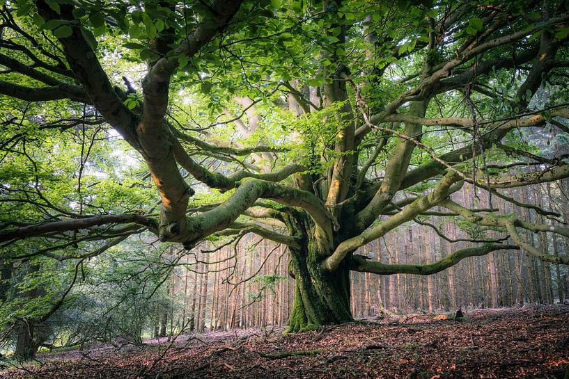 Fairytale Rhön beech by Jürgen Schmittdiel Photography