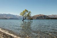 Arbre de Wanaka
