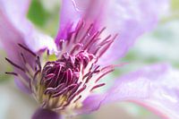 Clematis van dichtbij 