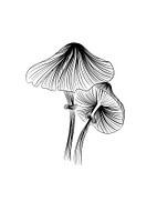 Poster Pilz - Feine Linie Illustration - Schwarz und weiß