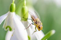 Spring - Snowdrop with fly