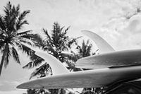 TROPICAL SINGLE FINS