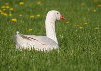 Weisse Gans ist auf der Wiese