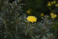 Een streepzaad verschijnt als het goud