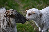 Mouton mère et enfant