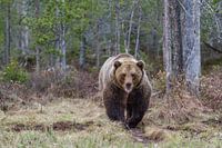 Brown Bear