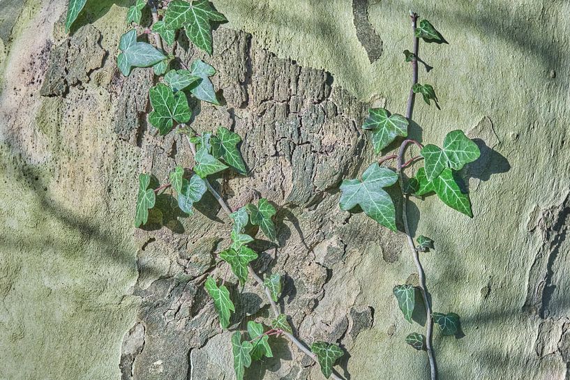 Blattkunst am Baumstamm von Ronald Smits