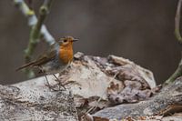 Ein Rotkehlchen mit stolzgeschwellter Brust!