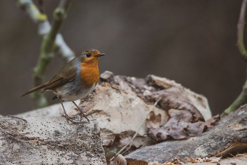 Ein Rotkehlchen mit stolzgeschwellter Brust! von Swen van de Vlierd