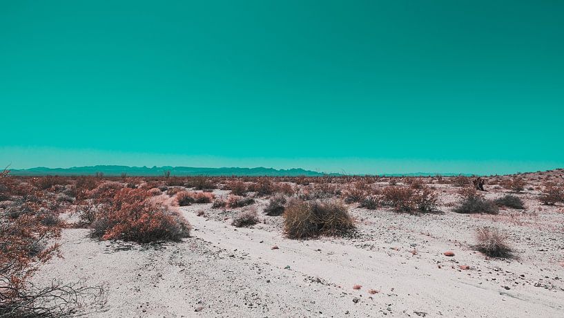 Le désert californien en fleurs 08 par FotoDennis.com | Werk op de Muur