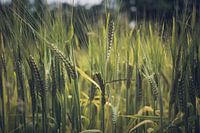 Champ de blé vert en été