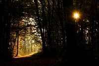 Zonsopkomst in het bos tijdens de herfst