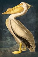 Gouden pelikaan op donker blauwe achtergrond