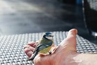 Große Meise wartet auf Freiheit