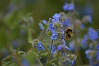 Gelbe Hummel zwischen blauen Vergissmeinnicht-Blüten