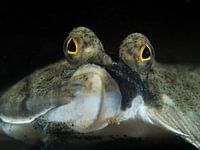 Porträt einer Scholle