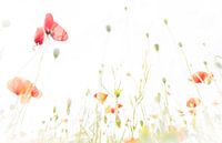 Mohn in Weiß 2