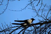 Synchronous magpie duo