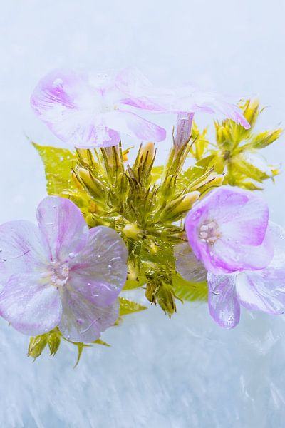 Phlox rose dans la glace 2 par Marc Heiligenstein
