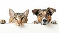 Haustiere im Fokus: Hund und Katze Portrait