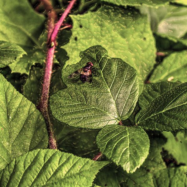 Art numérique Moyen Fleurs Plantes Vieux par Hendrik-Jan Kornelis