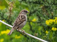 Sperling : Königlicher Burgerzoo