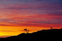 Deer in the dunes at sunset.