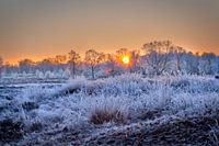 Arcen Wellerlooi Maasduinen Winterlandschaft