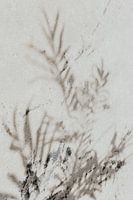 Ombres de feuilles sur le mur en été