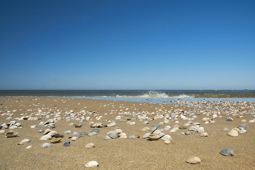 Kokkel schelpen aan de kustlijn van Ad Jekel