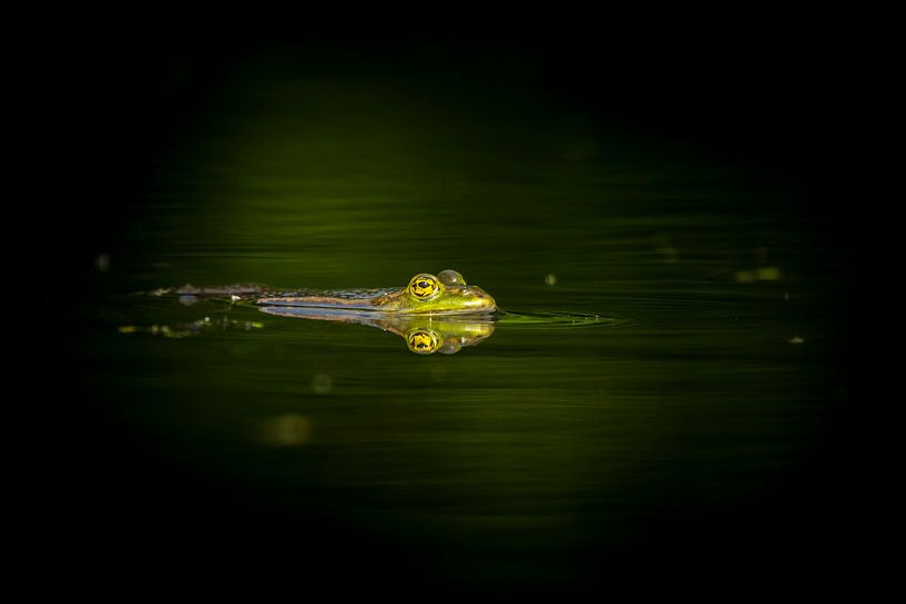 Alleen von Sander Meertins