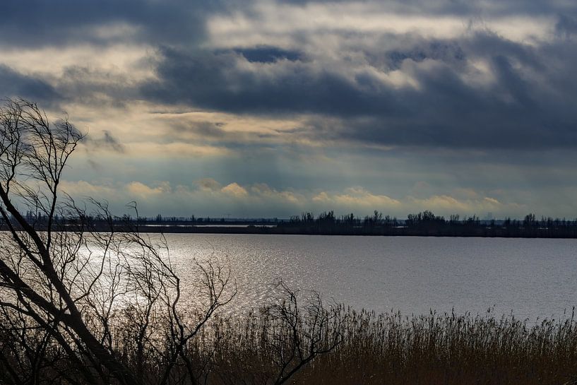 De Oostvaardersplassen bij Lelystad  by René Holtslag
