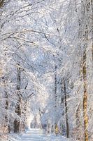 Snow in Beetsterzwaag Opsterland Friesland