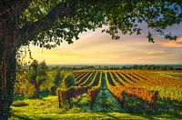 Vignoble et arbre au coucher du soleil. Bolgheri, Toscane