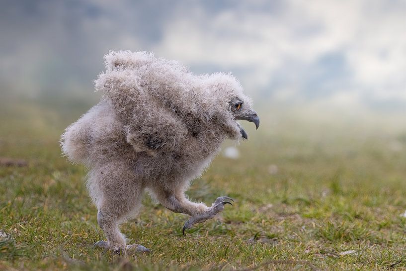 Schau Mama, ich kann auch fliegen! von Karin aan de muur