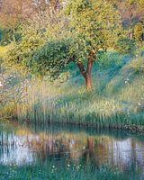 Frühlingsbaum am Wasser