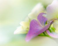 Hortensie in Nahaufnahme: Weicher